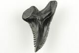 Snaggletooth Shark (Hemipristis) Tooth - Aurora, NC #203583-1